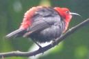A cardinal myzomela
